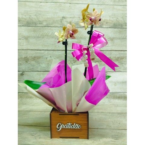 Mini Orquídea Pote 9 "Cor Variada" 